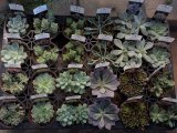 多肉植物が21種類入荷しました♪
