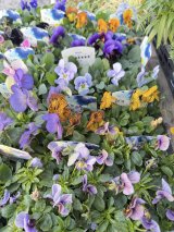 ビオラがたくさん入荷しました♪