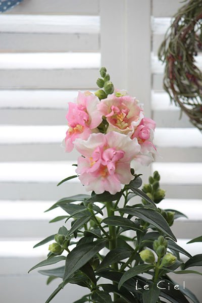 画像2: 八重咲きキンギョソウ・トゥイニー　アップルブロッサム(3.5号)