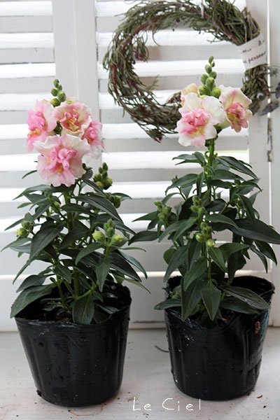 画像1: 八重咲きキンギョソウ・トゥイニー　アップルブロッサム(3.5号)