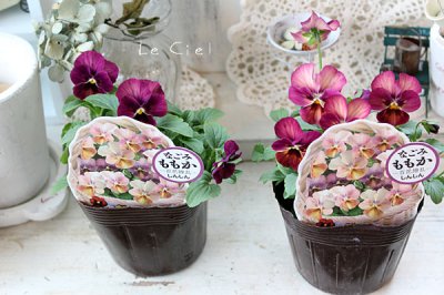 画像1: ビオラ　なごみももか  しんしん(3.5号)