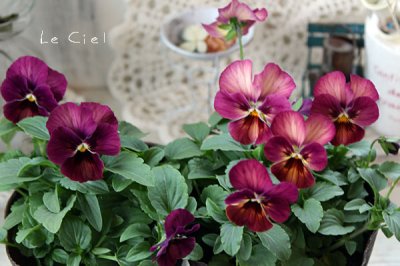 画像2: ビオラ　なごみももか  しんしん(3.5号)