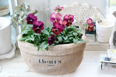 画像3: ビオラ　なごみももか  しんしん(3.5号)