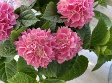 画像3: アジサイ　茜雲  島根県アジサイ研究会(5号) (3)