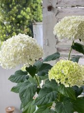 画像4: アジサイアナベル(4号) (4)