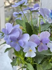 画像2: ビオラ　ヘブンリーブルー（3.5号） (2)