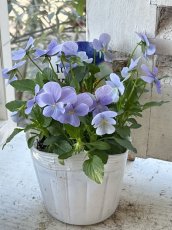 画像1: ビオラ　ヘブンリーブルー（3.5号） (1)