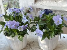 画像3: ビオラ　ヘブンリーブルー（3.5号） (3)