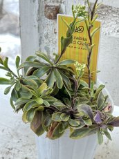 画像1: アラビス オールドゴールド (1)