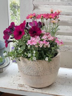 多肉植物 寄せ植え オーダー受付中の通販 by aju's shop