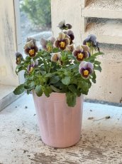 画像3: ビオラ　フロステッドチョコレート(3号ロング) (3)