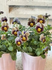 画像5: ビオラ　フロステッドチョコレート(3号ロング) (5)