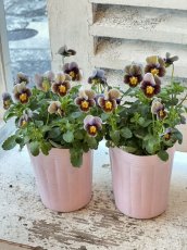 画像4: ビオラ　フロステッドチョコレート(3号ロング) (4)