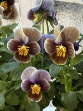 画像2: ビオラ　フロステッドチョコレート(3号ロング) (2)