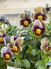 画像1: ビオラ　フロステッドチョコレート(3号ロング) (1)