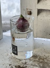 画像1: 水栽培ガラスベースクリアショート　ヒヤシンス球根付き (1)
