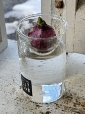 画像2: 水栽培ガラスベースクリアショート　ヒヤシンス球根付き (2)
