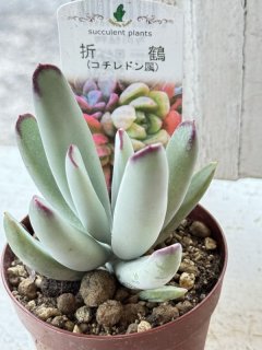 ママノエル 札付き 子株つき  多肉 carino creare