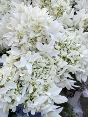 画像1: アジサイ   月うさぎ  島根県アジサイ研究会(5号) (1)