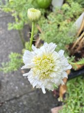 画像2: ハーブ　ローマンカモミール ダブルフラワー (2)