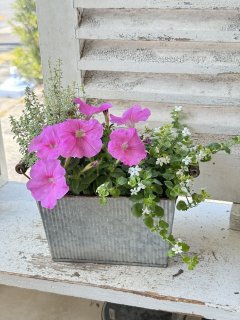 オーダー寄せ植えご相談ページ 初夏のラベンダーの豪華な寄せ植え - 花プレゼントは人気の