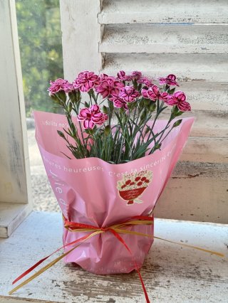 ガーデニング用品・雑貨、鉢植え・寄せ植え、多肉植物、草花の苗 ガーデニング用品・雑貨、鉢植え・寄せ植え、多肉植物、草花の苗