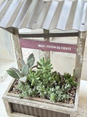 画像3: アミュザンプランターLに多肉植物の寄せ植え (3)