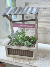 画像1: アミュザンプランターLに多肉植物の寄せ植え (1)