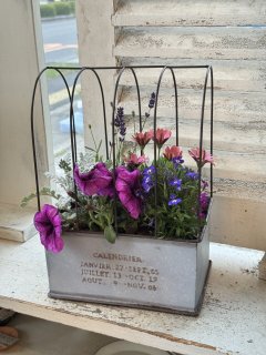 ガーデニング用品・雑貨、鉢植え・寄せ植え、多肉植物、草花の苗