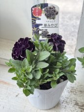 画像2: ペチュニア　万葉の美　華みやび(3.5号ポット) (2)