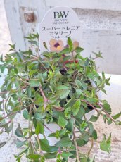画像2: PWスーパートレニア　カタリーナ　ラムレーズン (2)