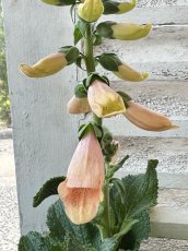 画像1: ジギタリス　ドッティピーチ(3.5号) (1)