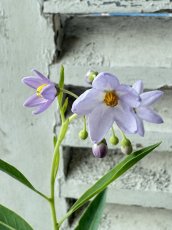 画像2: ルリヤナギ（瑠璃柳） (2)