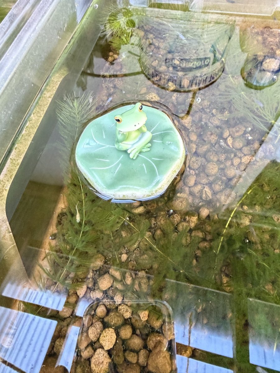 画像6: コポーあぐら (6)