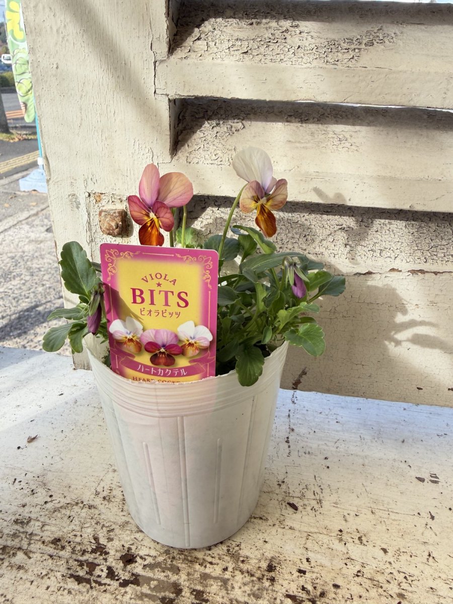 画像3: ビオラビッツ　ハートカクテル(3号ロング) (3)