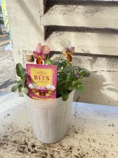 画像3: ビオラビッツ　ハートカクテル(3号ロング) (3)