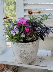 画像1: セルマンサークルSの寄せ植え (1)