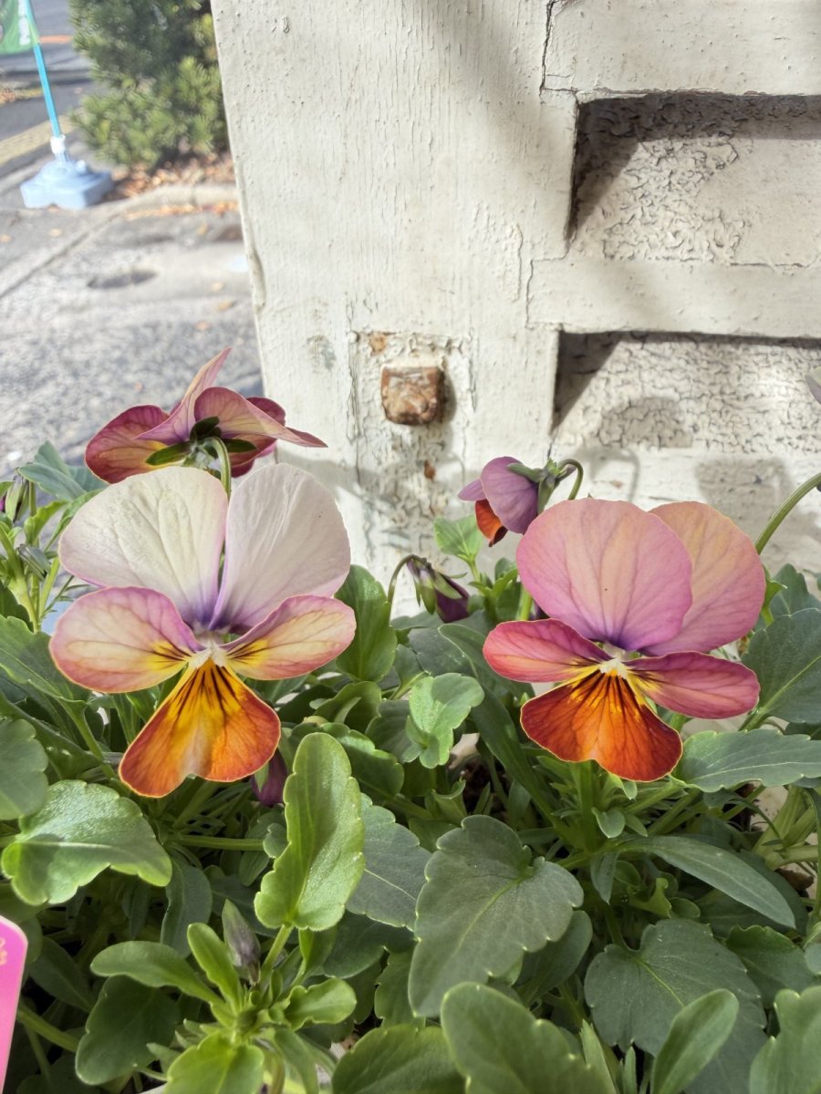 画像1: ビオラビッツ　ハートカクテル(3号ロング) (1)