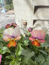 画像1: ビオラビッツ　ハートカクテル(3号ロング) (1)