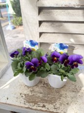 画像3: ビオラ　ももか　ねおん　(3.5号) (3)