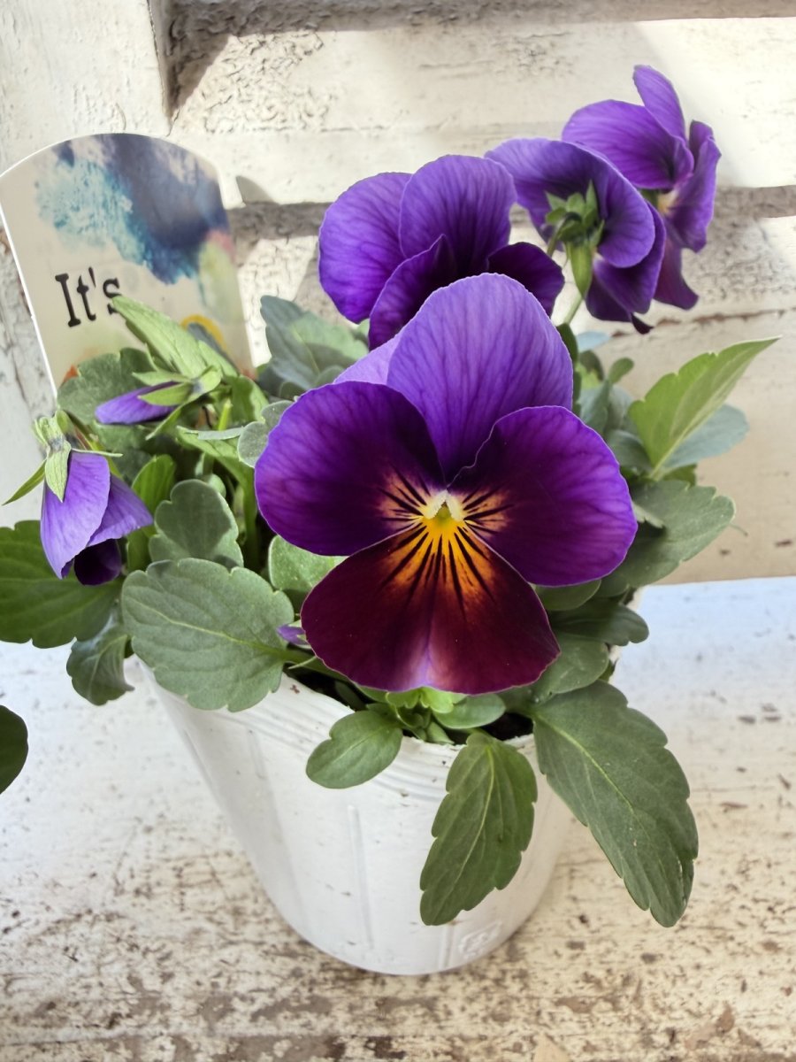 画像4: ビオラ　ももか　ねおん　(3.5号) (4)