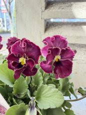 画像1: フリル咲きビオラ　ティアード 花日和(3.5号) (1)