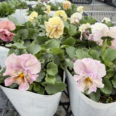 画像4: フリル咲きビオラ　アイクルール　桐生ふぁーむ×花日和(3.5号) (4)