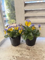 画像3: ビオラ　イエローブルージャンプアップ (3)