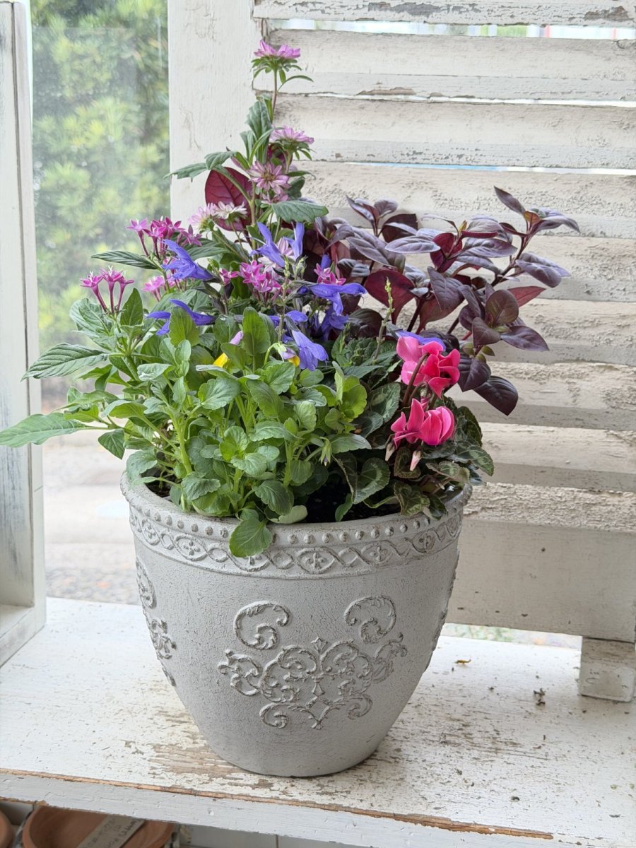 画像2: セルマンサークルSの寄せ植え (2)