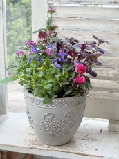 画像2: セルマンサークルSの寄せ植え (2)