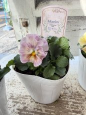 画像3: フリル咲きビオラ　アイクルール　桐生ふぁーむ×花日和(3.5号) (3)