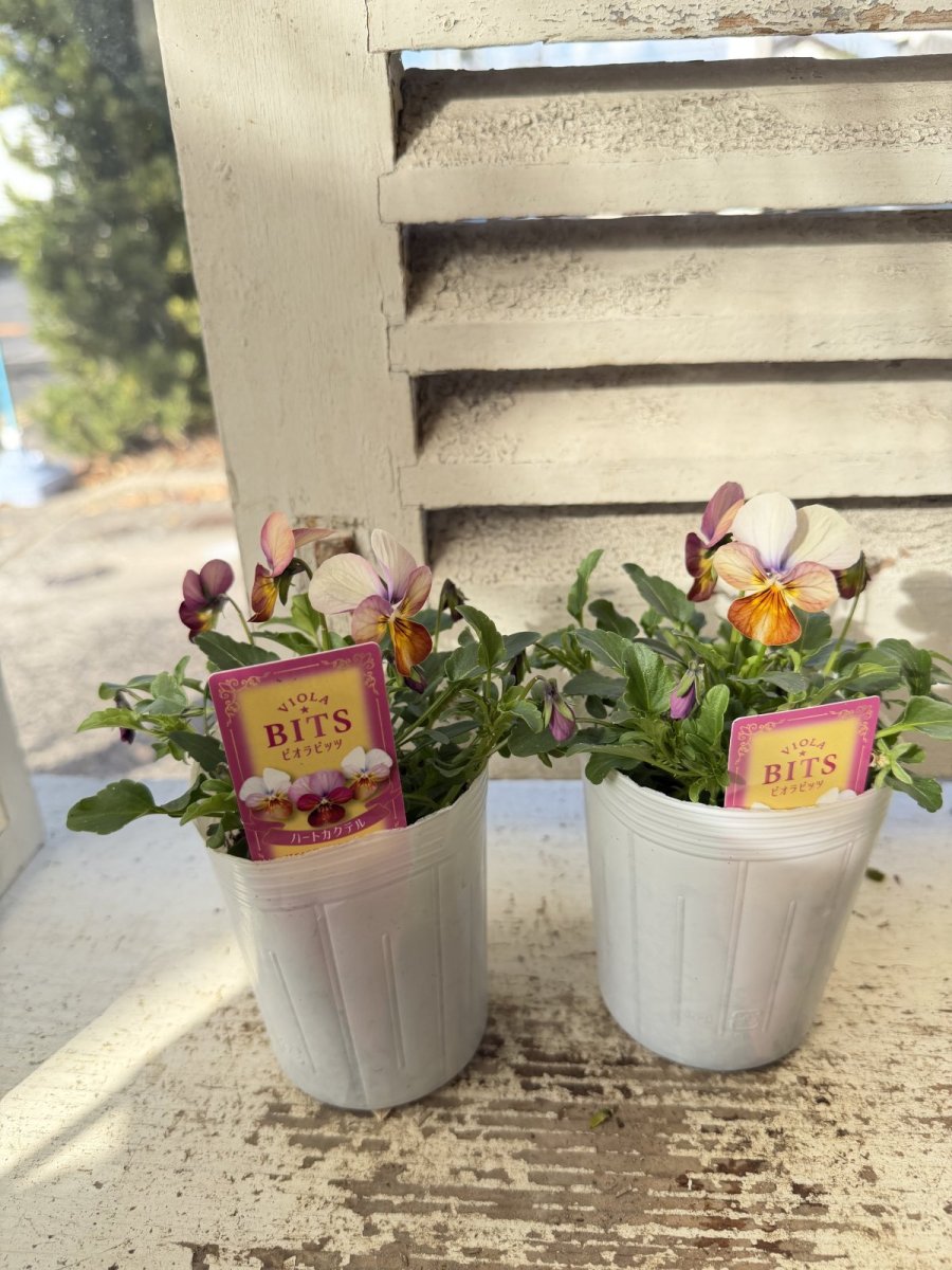 画像2: ビオラビッツ　ハートカクテル(3号ロング) (2)