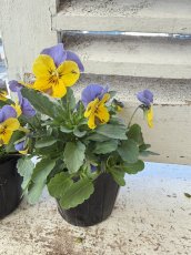 画像2: ビオラ　イエローブルージャンプアップ (2)