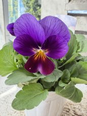 画像1: ビオラ　ももか　ねおん　(3.5号) (1)